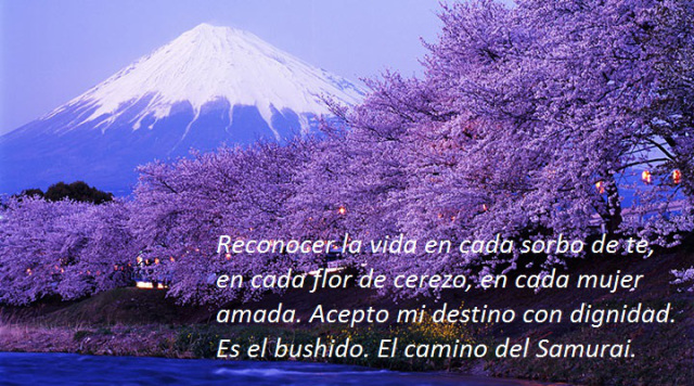 live-japan-mount-fuji-cherry-blossoms-snow-capped-evening1